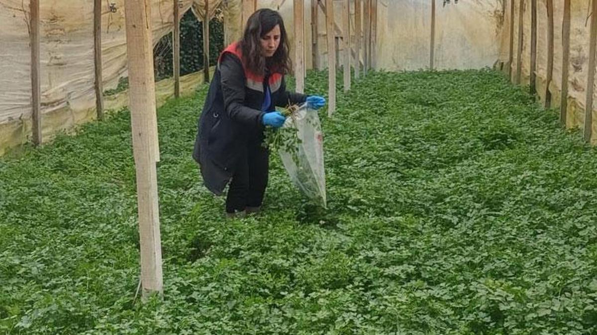 Samsun'un kışlık sebzeleri hasat öncesi denetimden geçiyor