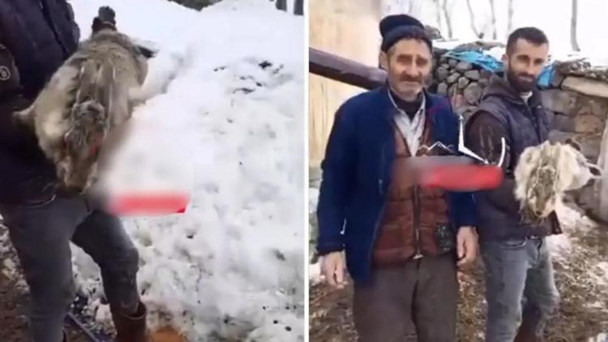 Ağrı'da ahıra giren çoban dondu kaldı! Böyle tavşanı daha önce görmedi