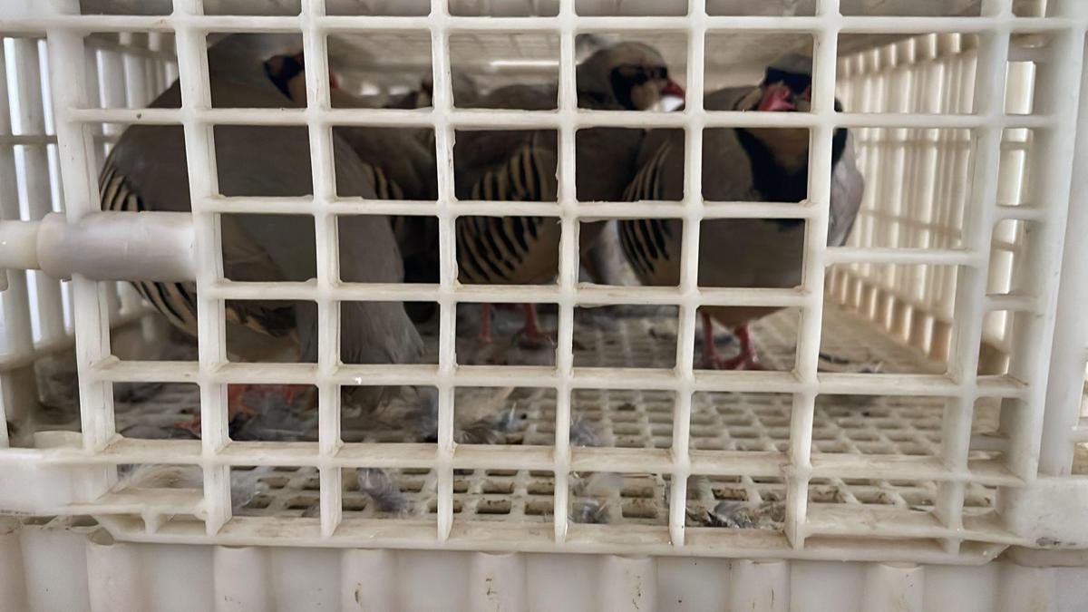 Habur'da ele geçirilen 38 keklik doğaya salındı