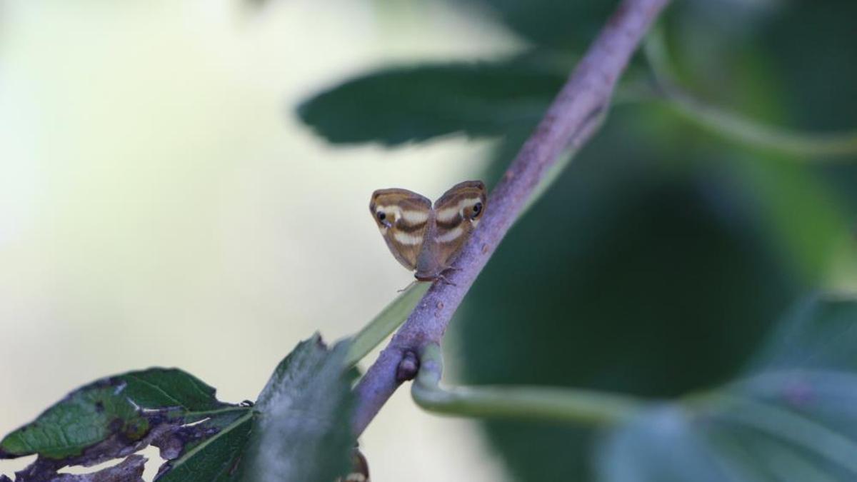 Doğu Karadeniz'de üreticinin en büyük sorunu! Çözüm bulunamazsa ürünler pahalanabilir