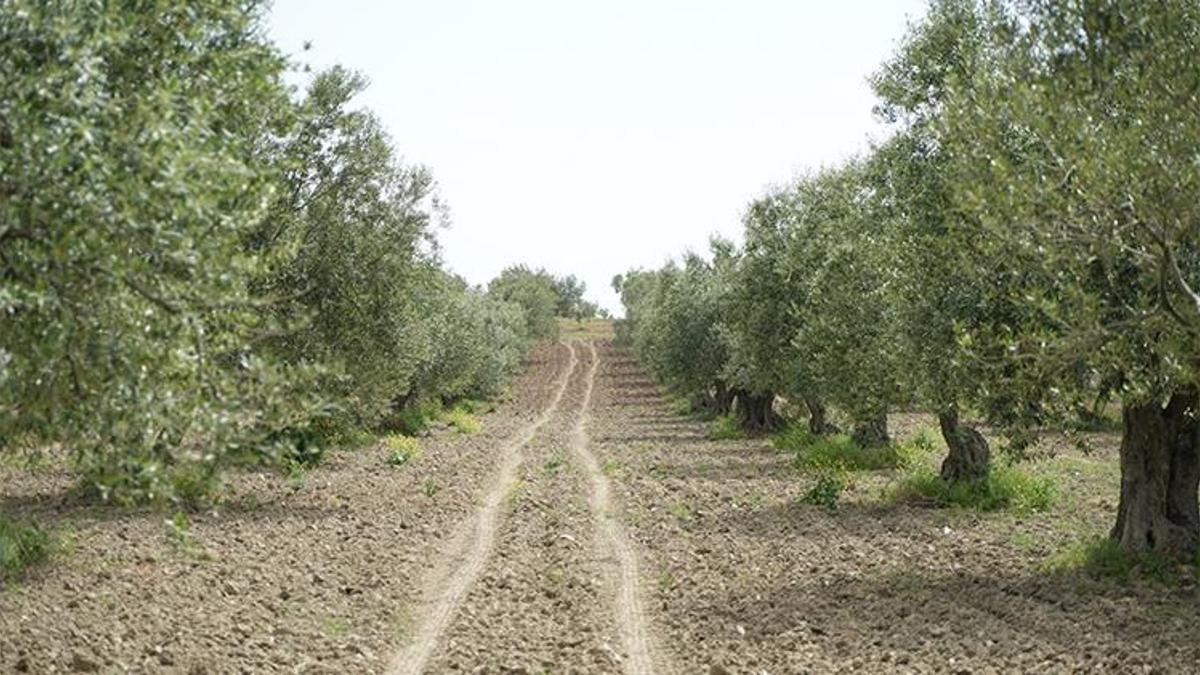 Manisa için tehlike çanları çalıyor: halkalı leke alarmı! Kritik tarih 26 Şubat