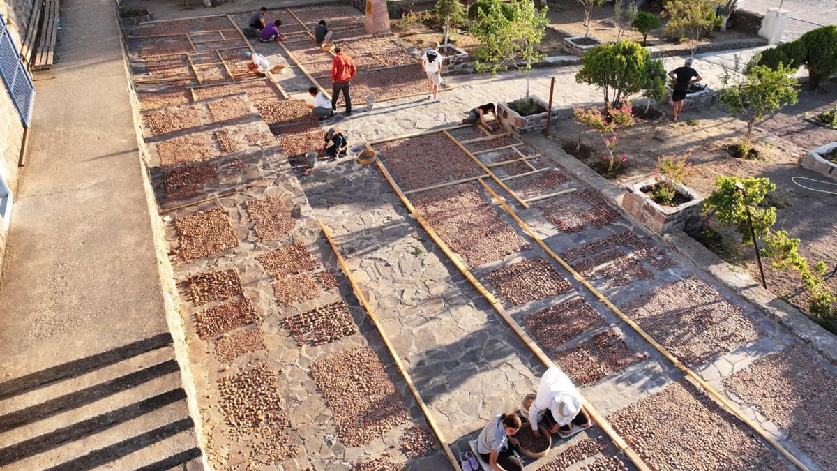 Aigai'da Demeter Tapınağı'nda 3 bin hydriskos gün yüzüne çıkarıldı
