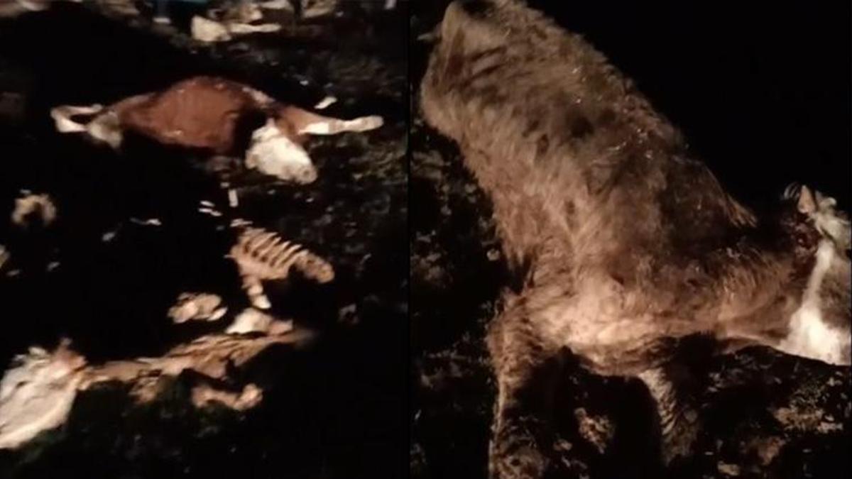 Kırşehir'de 13 ölü büyük ve küçükbaş hayvan bulundu