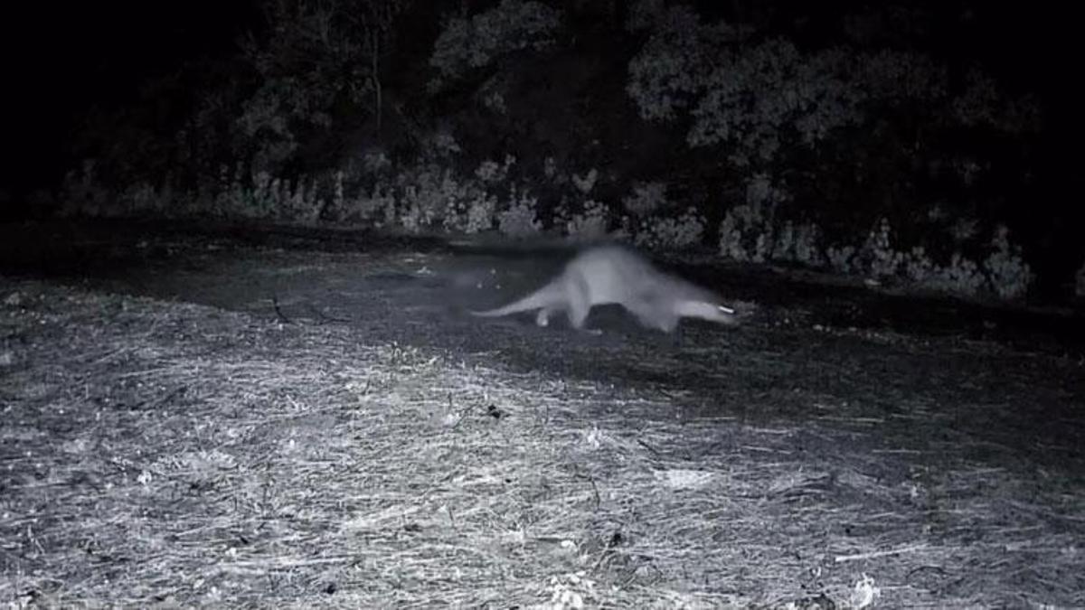 Tekirdağ’daki Ganos Dağları'nda nadir görüntü: Ormanda yürüyen su samuru kamerada