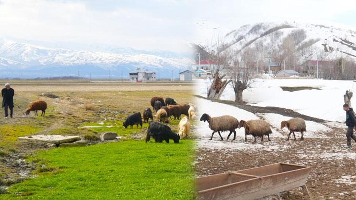 Muş'ta kış ve bahar aynı anda yaşanıyor! Kar kalınlığı 2 metreyi bulurken, Muş Ovası'nda bahar havası etkisini göstermeye başladı