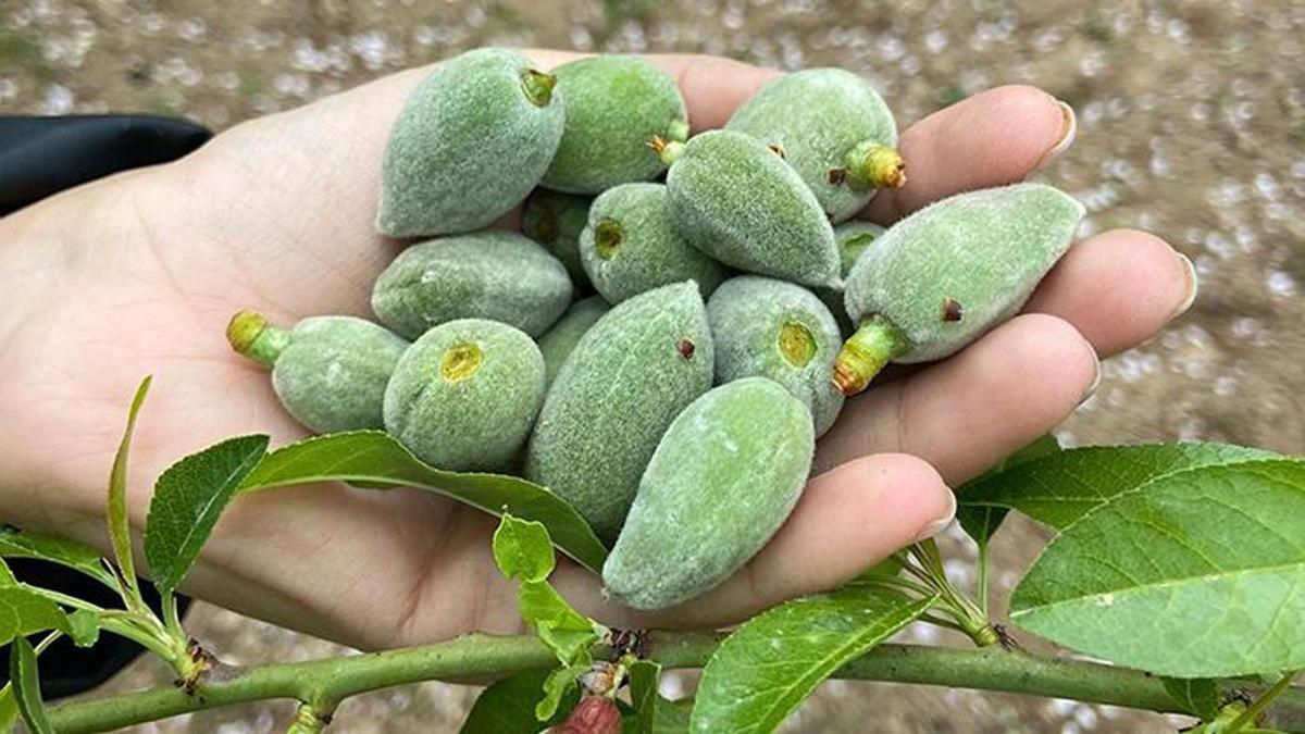 Muğla'da ilk hasat yapıldı! Kilosu bin TL: Tezgaha inmeden kapışıldı