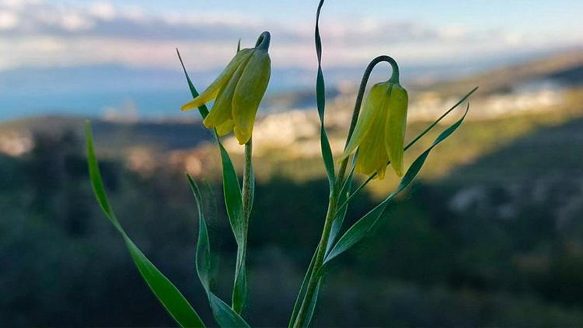 Görenler hayran kalıyor! Ağlayan Gelinler çiçek açtı