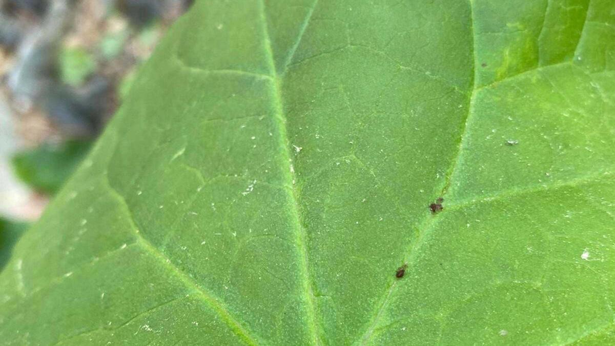 Kaz Dağları’nda heyecan verici keşif: Dünyada ilk kez görüldü, Çanakkale’nin adını aldı!