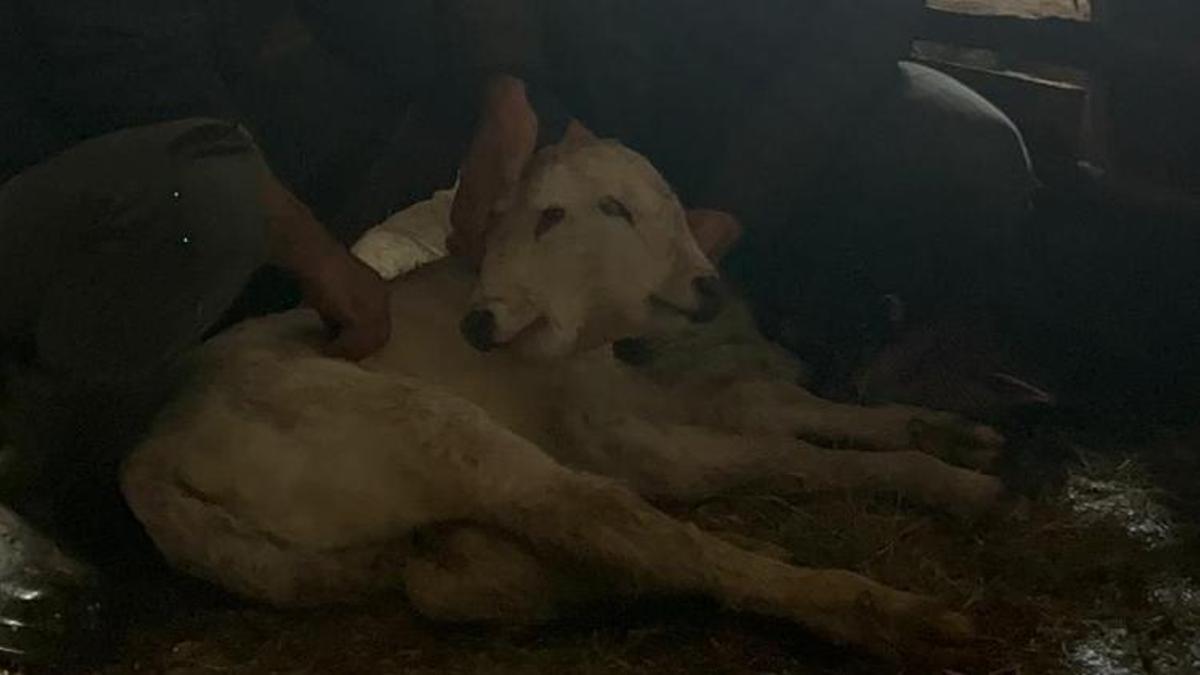 Erzurum'un köyünde görenler inanamıyor: İki tane kafası var