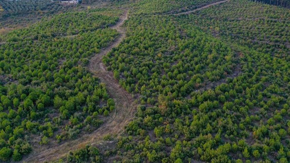 Bursa’ya yeni yol projesi! Karabey'e yapılacak