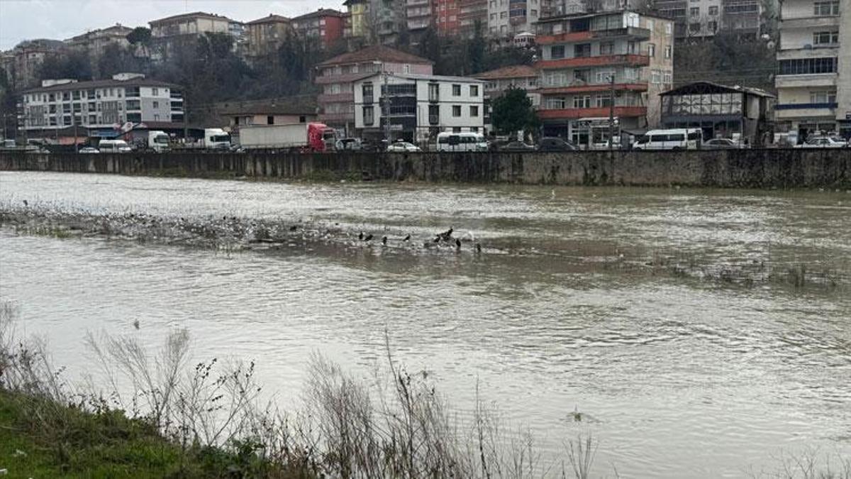 Zonguldak Alaplı Çayı yüzlerce kuş türüne köprü oluyor