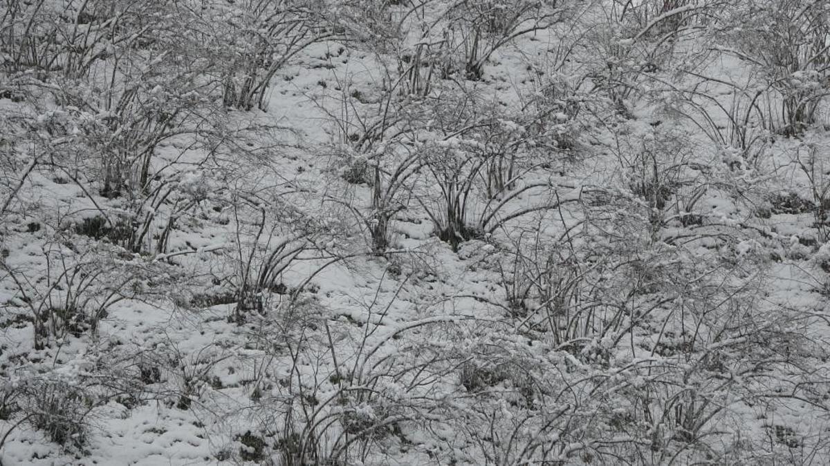 Ordu'da kar alarmı: Fındık dalları kar altında, uzmanlar don için tarih verdi