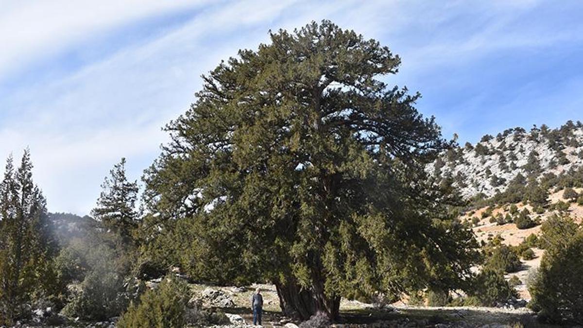 Türkiye'nin en yaşlı ağaçlarından biri Karaman'da! 19 asırdır ayakta, görenleri şaşırtıyor!