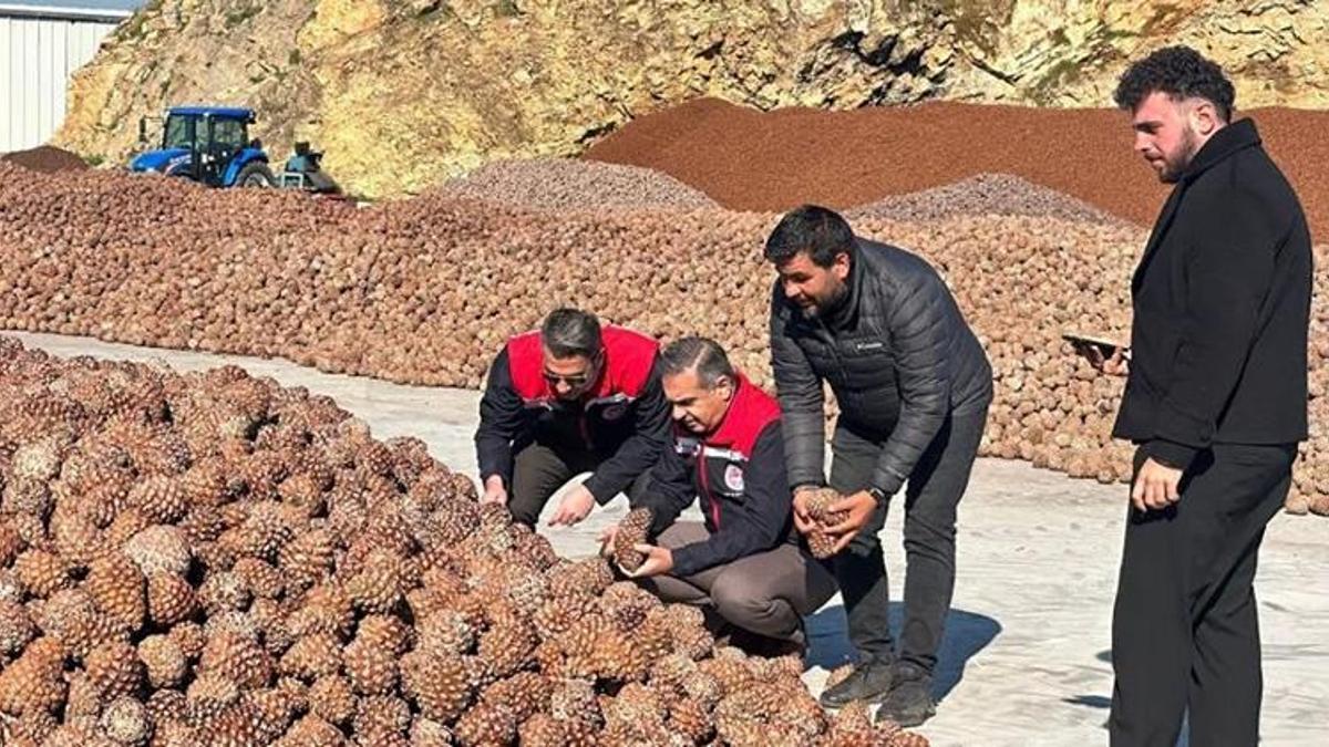 Aydın çam fıstığı dünyaya açılıyor! AB tescili meyvelerini veriyor, artık tüm dünyanın takibinde