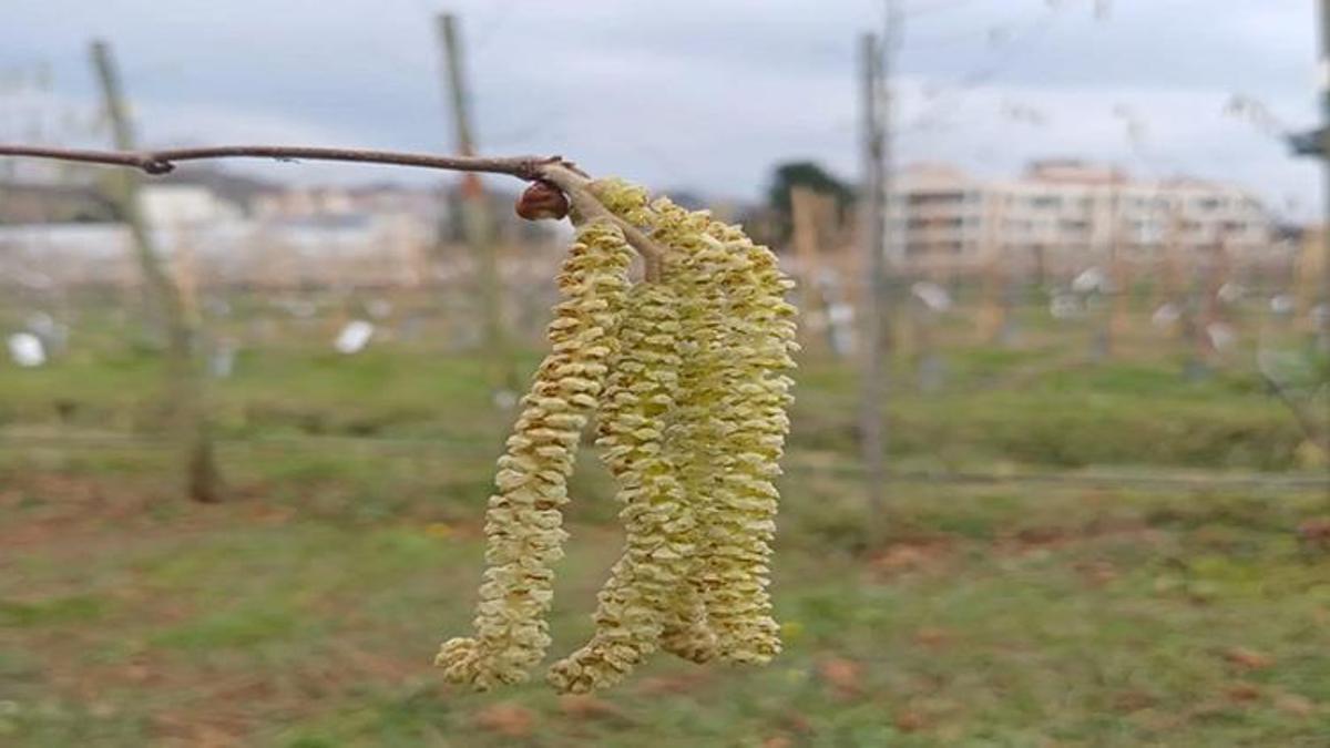 Fındık üreticileri dikkat! Tek bir hata tüm ürünü yok edebilir