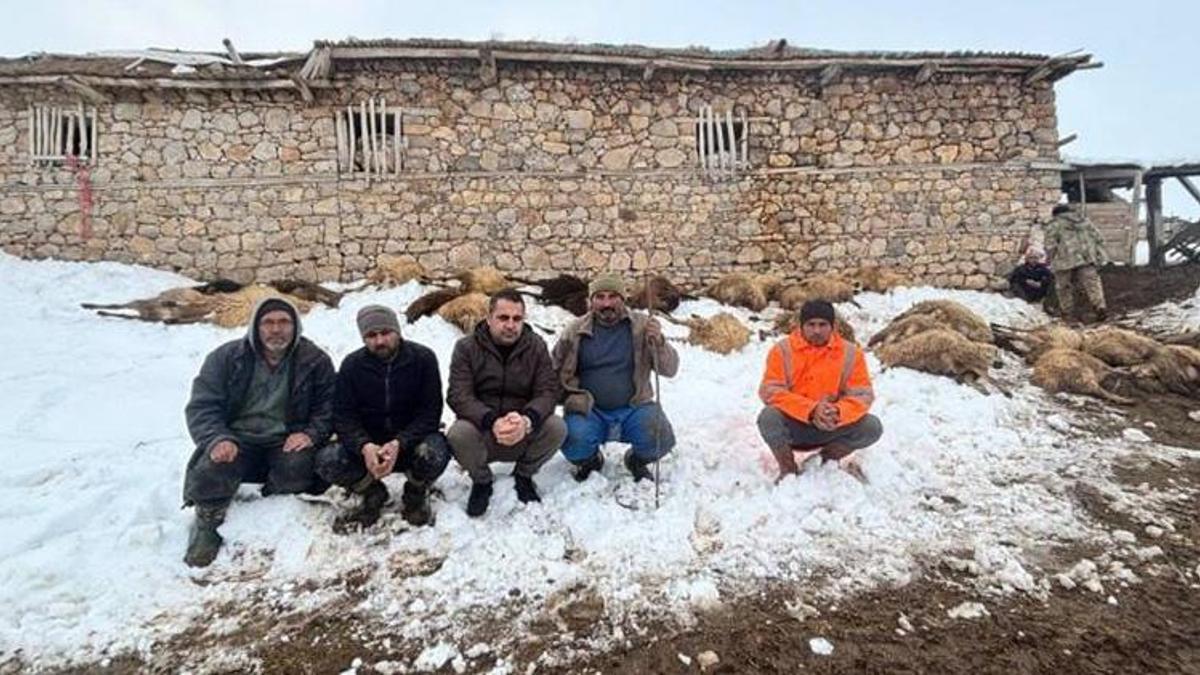 Erzincan'da besiciyi kahreden manzara! Yemi yiyen olduğu yere yığıldı: 'Fare zehri mi kattılar, keskin zehir mi kattılar?'