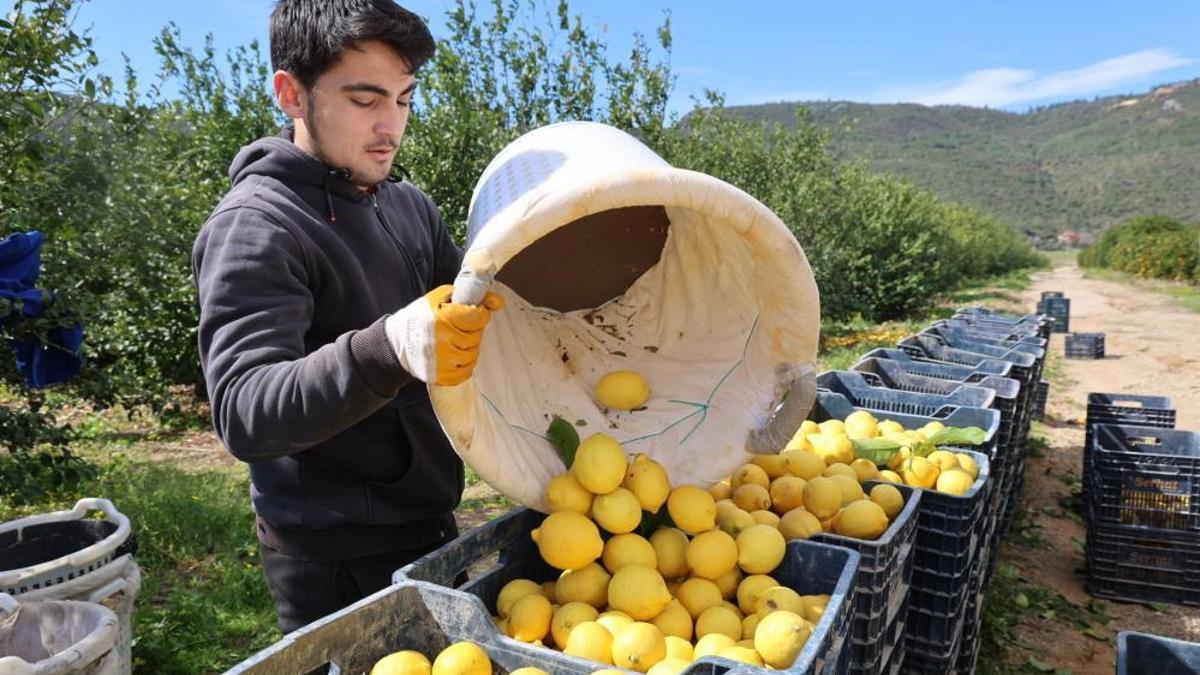 Limonda vergi ayarı! İthalatta yeni dönem: 31 Temmuz'a kadar indirim uygulanacak