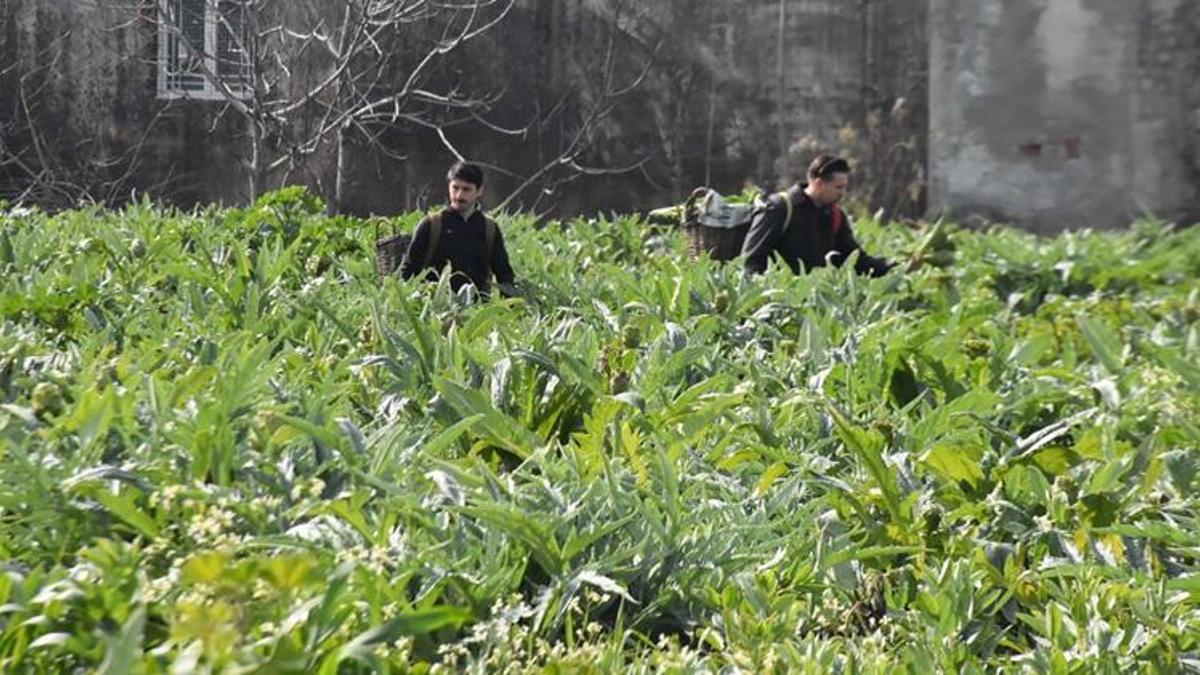 İzmir'de hasat başladı! İnternet satışları pazarı geçti: Türkiye'nin her yerinden sipariş yağıyor
