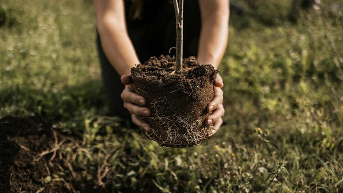 Mart ayında dik, 2 yıl içinde meyve al: Küçük bir yatırım, kısa sürede büyük kazanca dönüşüyor