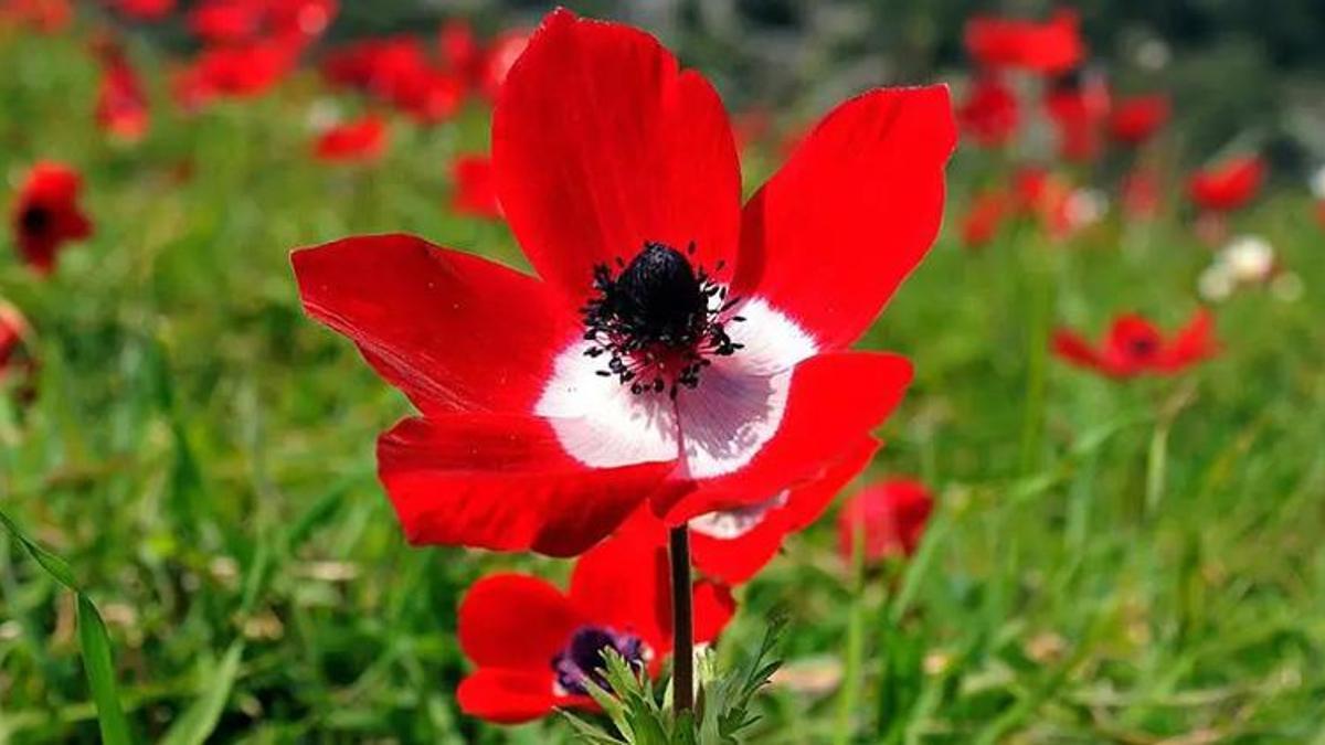 Baharın habercisi son cemre düştü mü? 2026 cemre tarihleri