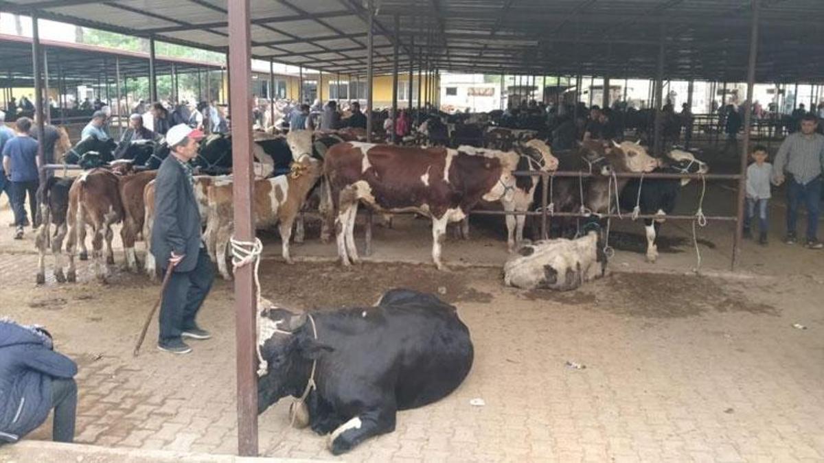 Aydın'da hayvan pazarlarında yeni düzenleme yürürlüğe girdi: Kurallar ve saatler belirlendi