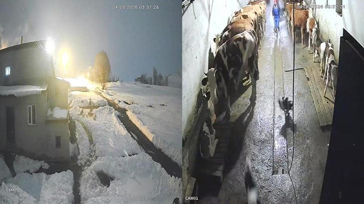 Kars'ta ilginç olay! Köpeklerine saldıran kurtları kürekle kovaladı