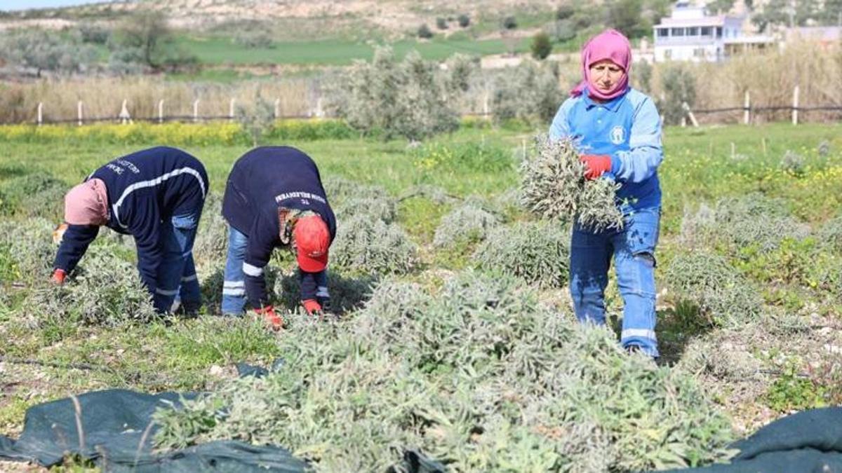 Didim'de bir ilk! Hasat tamamlandı: Tarladan şişeye doğal üretim başladı
