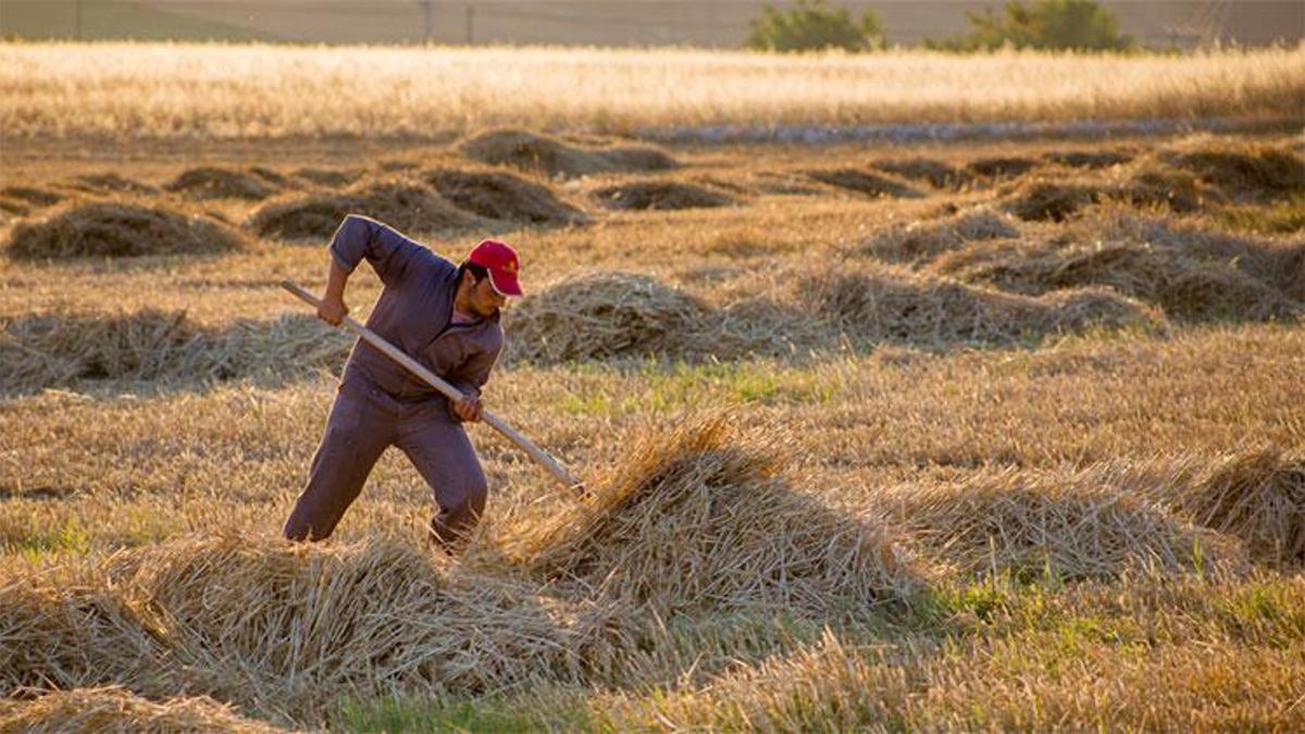 Çiftçiye 1 milyar TL'yi aşan destek! Paralar hesaplara yatırılmaya başladı, hemen kontrol edin