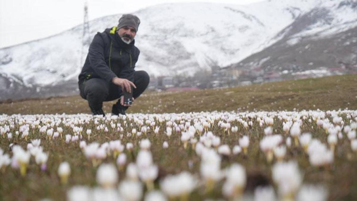 Muş Ovası’nda baharın ilk habercisi olan çiğdemler yeniden yüzünü gösterdi