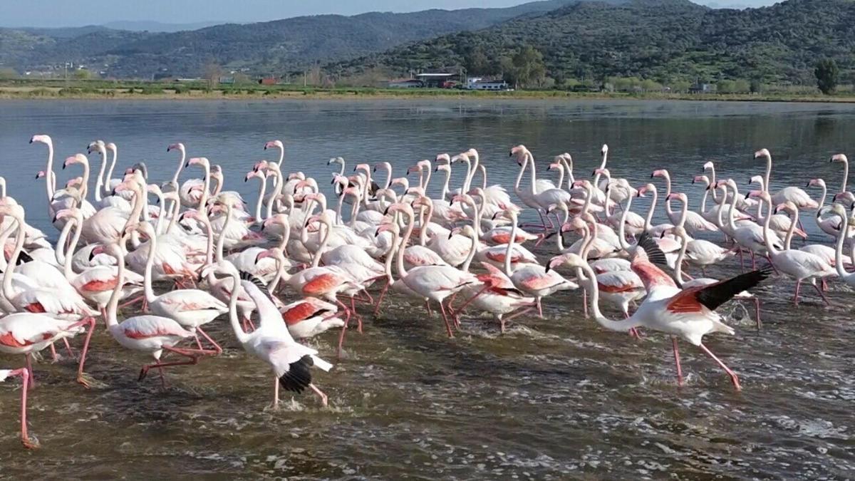 Büyük Menderes’teki taşkın nedeniyle tarlalar su altında kaldı; flamingolar bölgeye akın etti