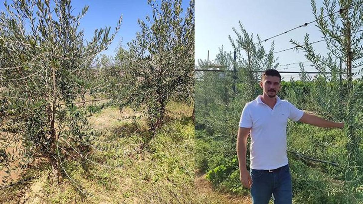 'Bodur' zeytin dönemi! Verimi yüksek kalitesi en iyisi