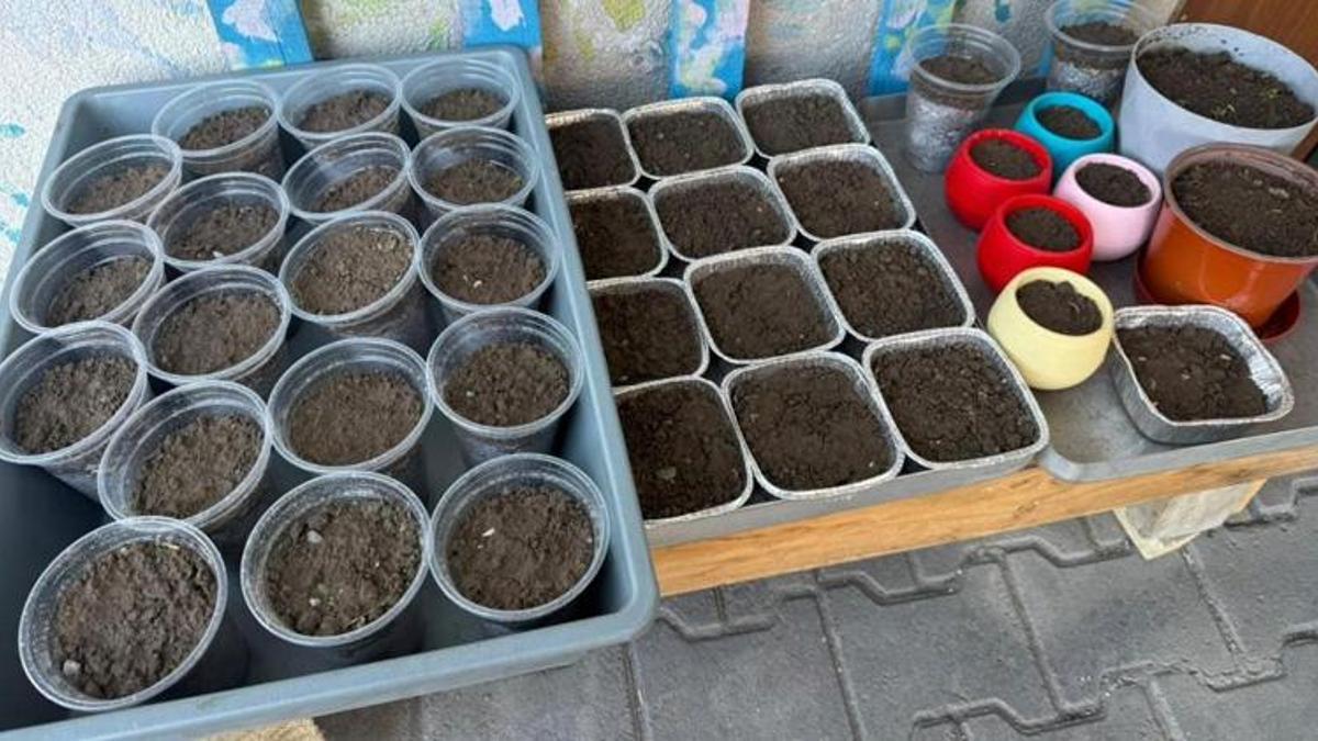 Iğdır'da her yıl bu zamanlarda hazırlanıyor! Buğdaylar ıslatıldı, hazırlıklar başladı