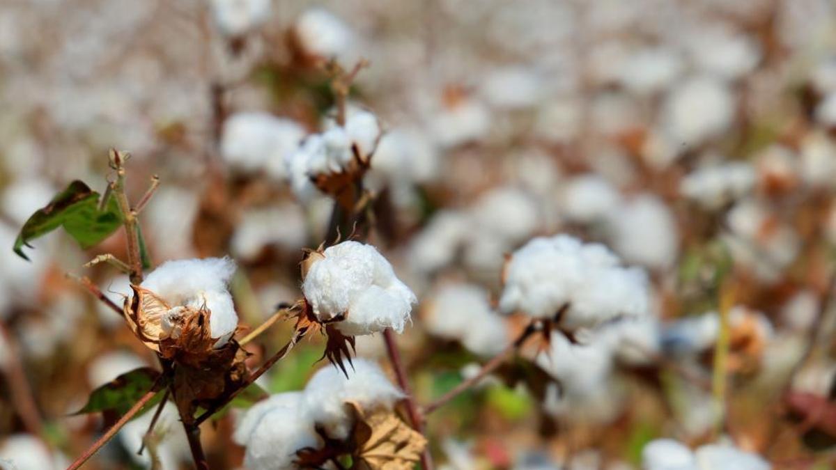 Adana'da 'pembekurt' tehlikesi! Tedbir alınmazsa zararı büyük olur