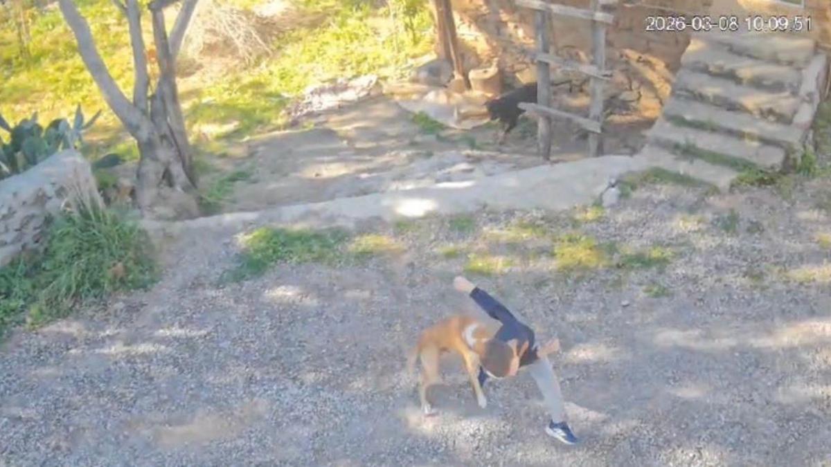 Antalya'da sahipsiz köpek saldırısı! 7 yaşındaki çocuk hastanelik oldu