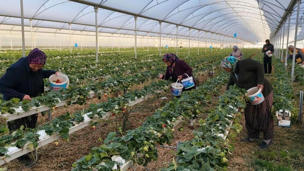 Hasat Mart'ta başladı: Kilosu 160 lira! Yurt dışı Mersin ürününe akın ediyor