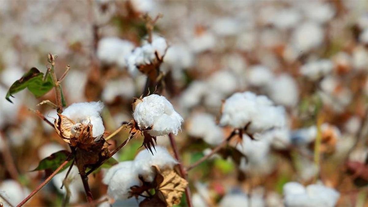 Adana'da pamukta 'pembekurt' tehlikesi! Acil müdahale için üreticiler ve sanayicilere çağrı geldi