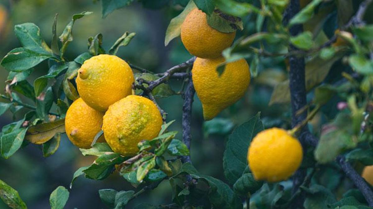 Limonda gümrük vergisi yeniden düzenlendi! 31 Temmuz'a kadar geçerli