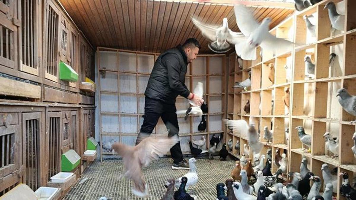 Hobi olarak yapıyordu, memuriyeti bırakıp bu işe başladı! Her birini otomobil fiyatına satıyor