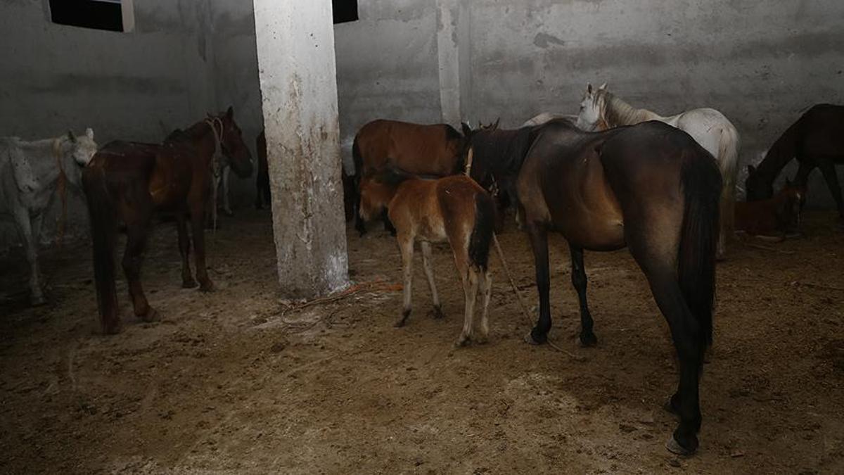 Adana'da yarış atı kesildi, Mersin'de kavurma yapıldığı iddia edildi! Açıklama geldi