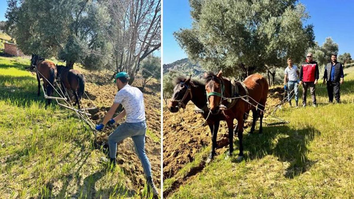 Aydın'da görenler gözlerine inanamıyor: Traktörün giremediği arazisine atlarla çift sürüyor!