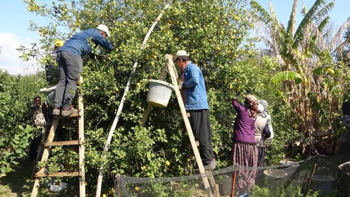 Geçen yıl 5 TL'ydi bu yıl ise fiyatı 50 TL'yi buldu! İstanbul’dan Van'a, Balkanlar'dan Rusya'ya kapış kapış satılıyor
