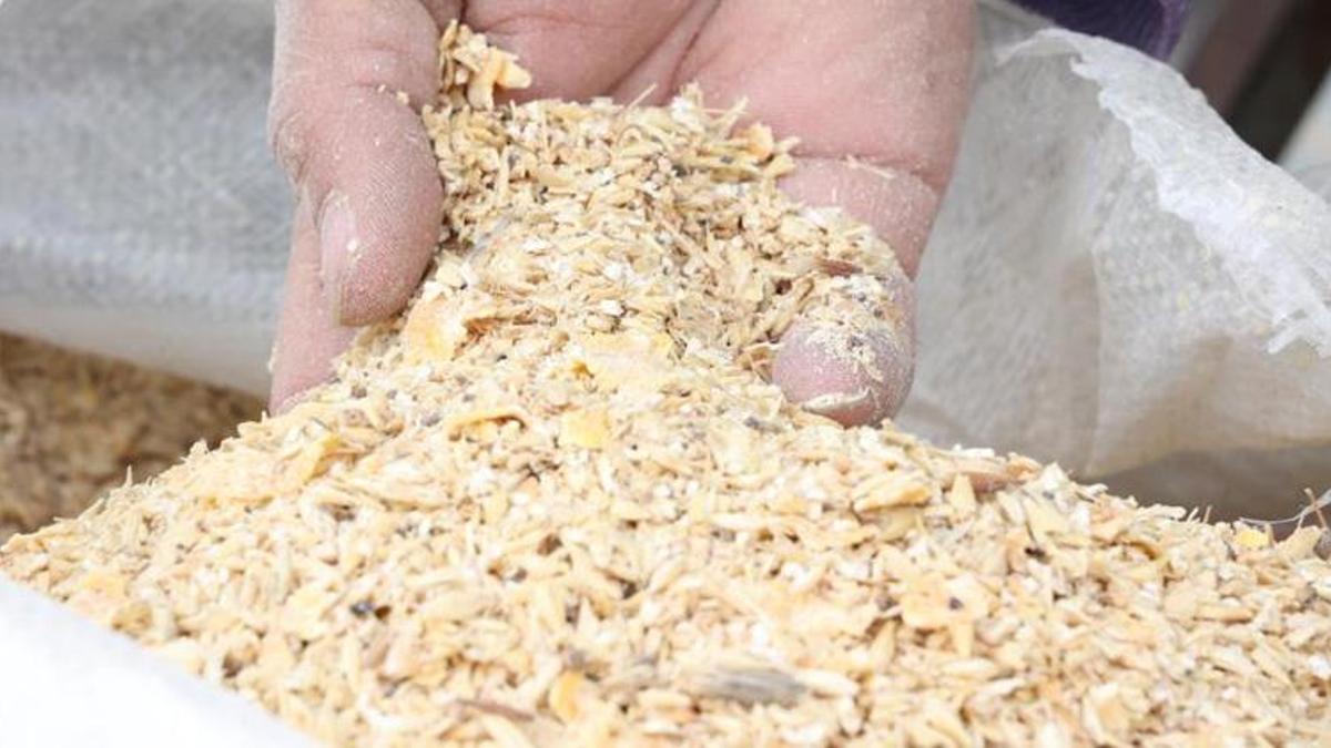 Antalyalı çiftçinin yem maliyetleri yarı yarıya düştü! Çevre mahalleler o ilçeye akın ediyor