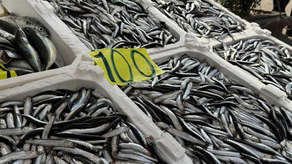 Zonguldak'ta tezgahlar dolup taşıyor! Hamsi 100, mezgit 250 lira!