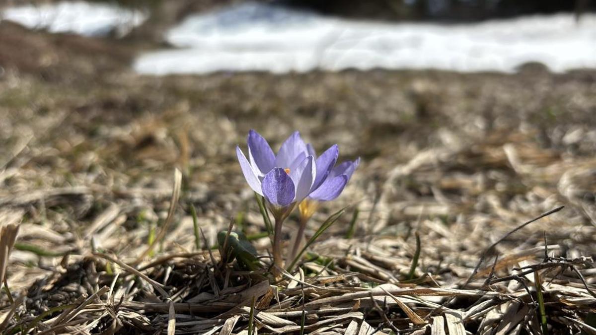 İki mevsim bir arada yaşanıyor! Karlar arasında çiğdemler çiçek açtı