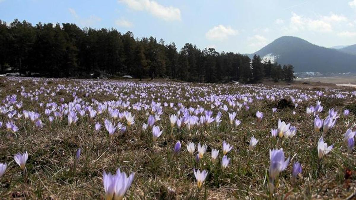 Sarıalan Yaylası’nda eşsiz bahar manzarası: Çiğdemler açtı