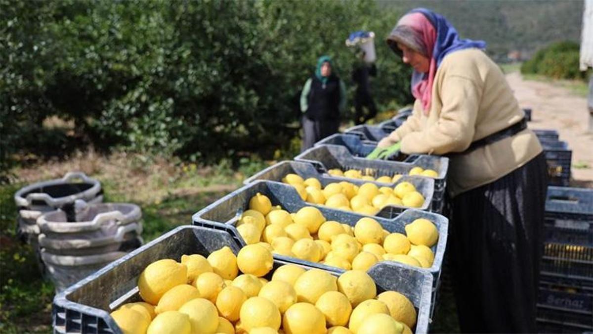 Fiyatı yüzde 410 arttı! TÜİK verileri son durumu ortaya çıkardı
