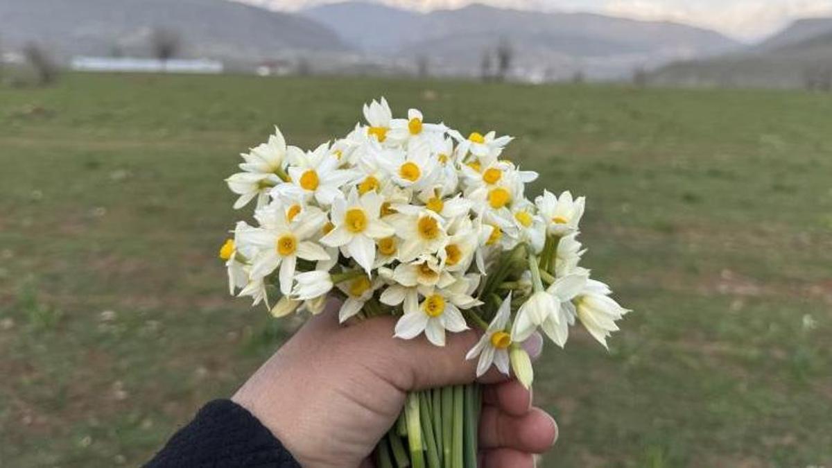 Hakkari’de şaşırtan manzara: Nergis tarlalarına ziyaretçi akını