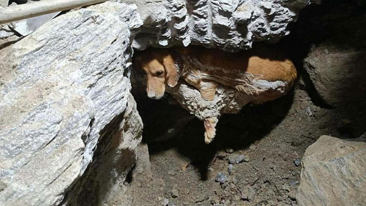 Kuşadası'nda kuruyan betonda mahsur kalan 'Paris', 7 saat sonra özgürlüğüne kavuştu