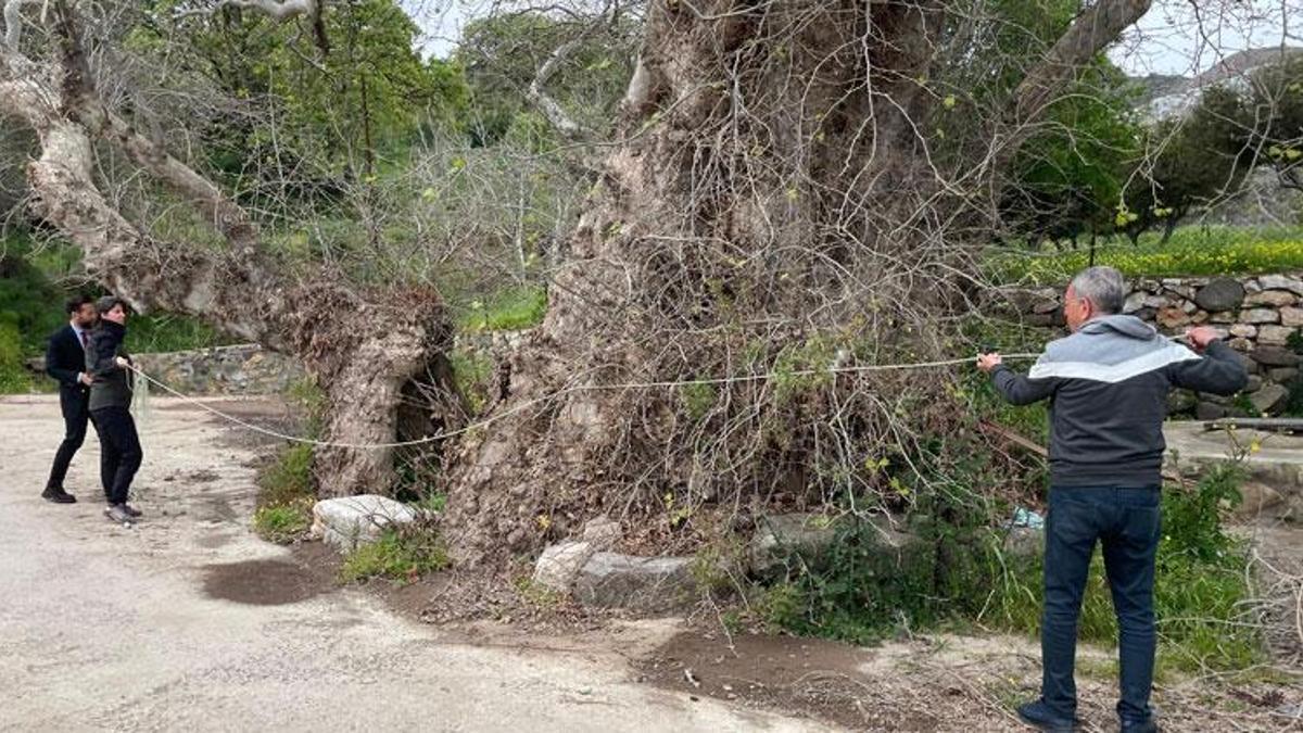 Muğla Bodrum’da doğa yürüyüşü sırasında 2 bin yıllık dev çınar keşfedildi