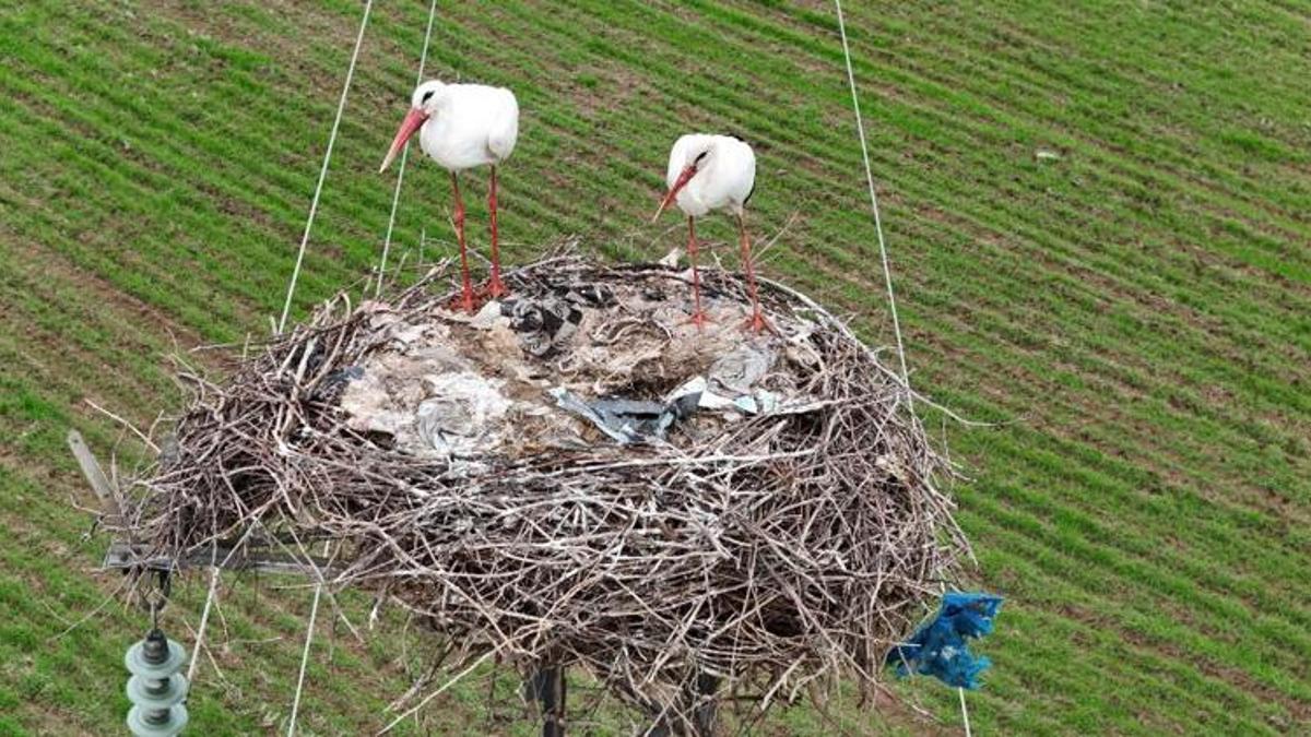 Görenler şaşırıyor! Tam 5 bin kilometre uzaktan geldiler: Bu yıl hiç gitmeyecekler